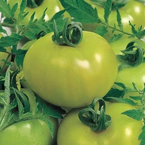Semillas de tomate híbrido de tomate verde frito (paquete de 40 semillas)