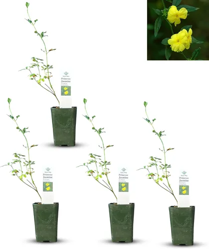 Miniatura 29 de Hibisco Rosa. rosa-sinensis. Planta Viva - Hibisco Tropical Floreciente, Flores Bonitas, Usado en Té y Jugo (2 Plantas de Hibisco Rosa)