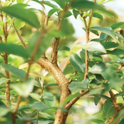 Miniatura 2 de Brussel's Live Jaboticaba - Árbol bonsái para interiores, 6 años de edad; 10 a 14 pulgadas de alto con recipiente decorativo, bandeja de humedad