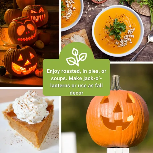 Miniatura 5 de Sow Right Seeds - Colección clásica de semillas de calabaza para plantar - Azúcar pequeño, campo de Connecticut y Big Max - Paquetes de reliquia sin