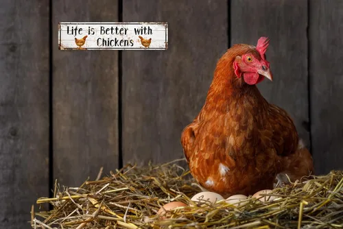 Miniatura 5 de AWISZZZ Letreros de metal con diseño de «Life is Better with Chickens», accesorios de puerta de gallinas de granja, decoración de pared, placa