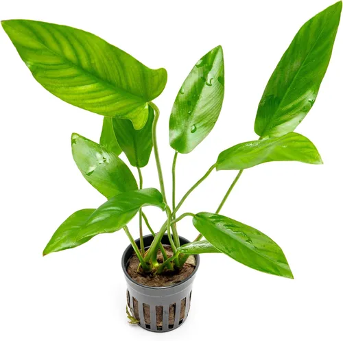 Miniatura 17 de SubstrateSource Plantas vivas – Anubias Hastifolia (Anubias hastifolia) – Luz baja a moderada, hojas en forma de flecha de color verde medio a