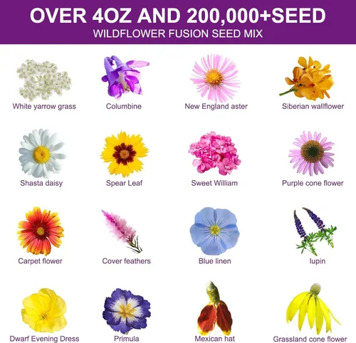 Miniatura 2 de Más de 200,000 semillas de flores silvestres [4 onzas] 16 variedades de mezcla perenne, sin OMG, semillas de reliquia de origen estadounidense