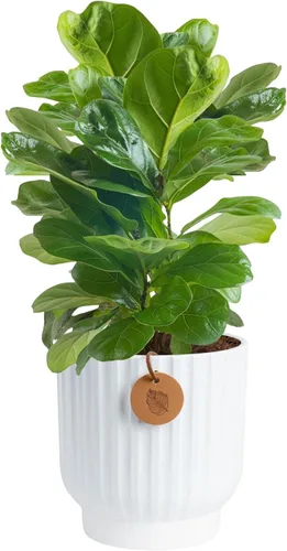 Miniatura 18 de Costa Farms Árbol de higuera de hoja de violín, Ficus Lyrata vivo de 3 a 4 pies, purificador de aire, grande, fácil de mantener, planta de piso
