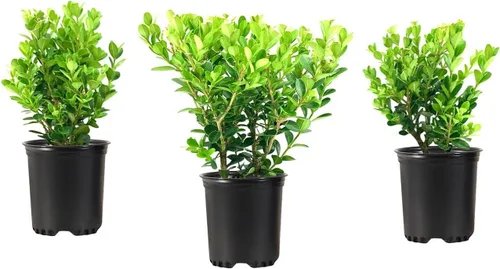 Wintergreen Boj | 1 planta viva de 4 pulgadas | Buxus Microphylla | Arbusto de hoja perenne, follaje denso, jardín formal, bajo mantenimiento, seto