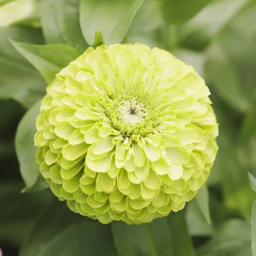 Miniatura 111 de Eden Brothers - Semillas de zinnia, cactus con flores, sin OMG, plantar en primavera, paquete, flores de bajo mantenimiento, zonas 3, 4, 5, 6, 7, 8
