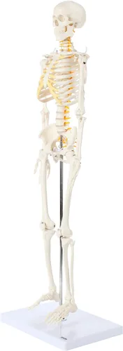 Miniatura 7 de Axis Scientific Mini modelo de esqueleto humano con soporte de metal, 31 pulgadas de alto con brazos y piernas extraíbles, fácil de montar, incluye