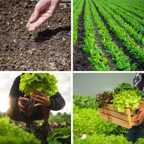 Miniatura 7 de Más de 20.000 semillas de lechuga, semillas de vegetales tradicionales para plantar en interiores y exteriores, 10 variedades de verduras frescas