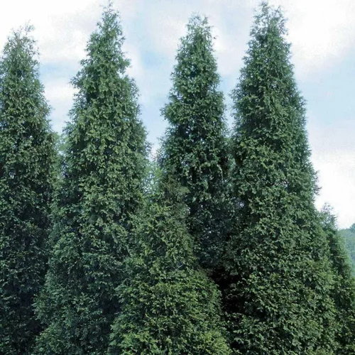Miniatura 3 de 30 árboles arborvitae gigantes de Thuja Green - Plantas vivas de 6 a 12 pulgadas de alto - Setos/arbustos de hoja perenne de rápido crecimiento