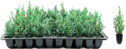 Florida Foliage Árbol de ciprés italiano | 40 plántulas vivas Cupressus Sempervirens Plantas formales elegantes de estilo mediterráneo, verde