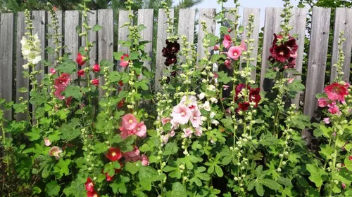 Miniatura 5 de Semillas Hollyhock Spring Mix Flores perennes