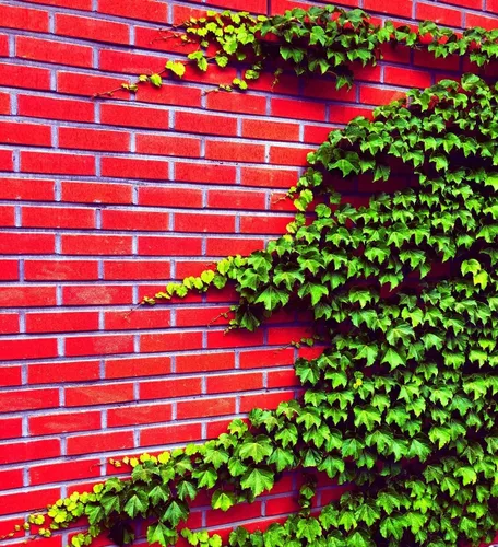Miniatura 2 de Semillas de vid para plantar: cultiva enredaderas increíbles para paisajismo, paredes o cercas (Glicina americana)