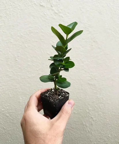 Miniatura 3 de Planta de ciruela Natal enana (Carissa macrocarpa Nana) - Maceta de 2 pulgadas