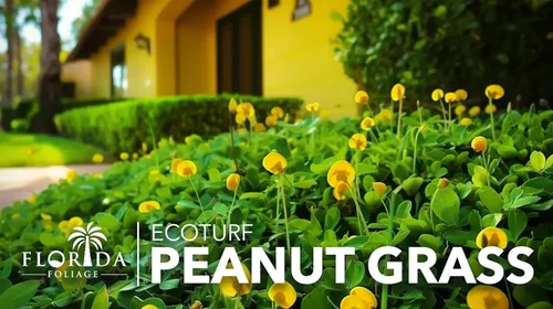 Miniatura 3 de EcoTurf - Hierba de maní perenne Planta de tamaño grande de 1 galón Arachis Glabrata Cubierta de suelo vivo para paisajismo sostenible
