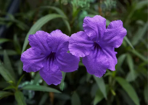 6 plantas mexicanas de petunia viva, Ruellia Brittoniana Perenne de 5 a 7 pulgadas de altura de barco desnudas