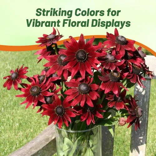 Miniatura 3 de Outsidepride Cherry Brandy Rudbeckia Seeds - 25 unidades. Semillas de flores anuales, fáciles de cultivar y auto-siembradas para plantar flores