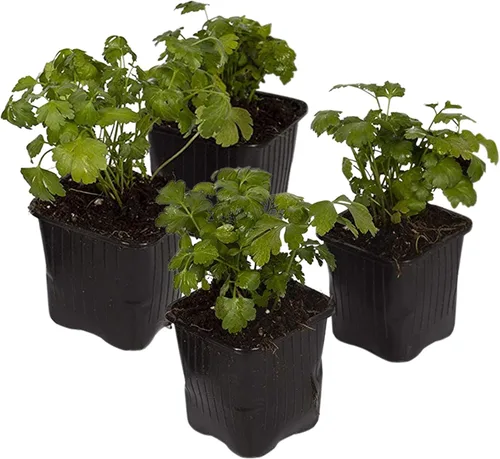 Miniatura 10 de Hierba aromática y comestible viva, lavanda (4 por paquete), potenciador natural del sueño, 6 pulgadas de alto por 4 pulgadas de ancho en 1 pinta
