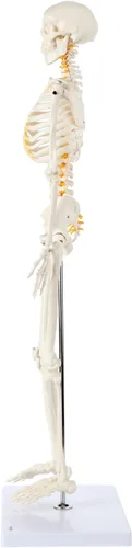 Miniatura 8 de Axis Scientific Mini modelo de esqueleto humano con soporte de metal, 31 pulgadas de alto con brazos y piernas extraíbles, fácil de montar, incluye