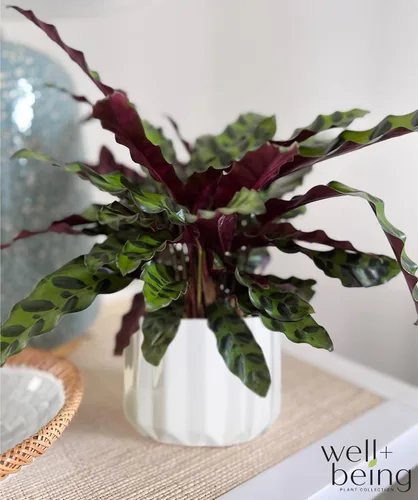 Miniatura 5 de Nature's Way Farms Calathea Serpiente de cascabel, planta de interior viva, planta de oración de hoja larga, planta tropical, segura para mascotas