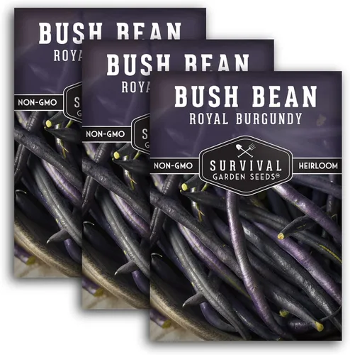 Miniatura 11 de Survival Garden Seeds - Semilla de frijol burdeos real para plantar - Paquete con instrucciones para plantar y cultivar frijoles morados sin hilo