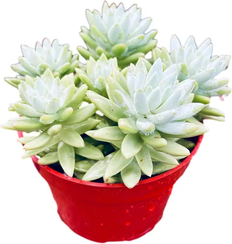 Planta Suculenta Burrito Azul Sano Sedeveria para Interior - Plantas Suculentas Vivas - Totalmente Enraizada en Maceta de 4 Pulgadas - Suculentas de