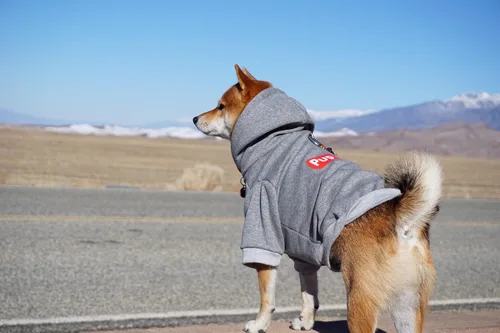 Miniatura 6 de ChoChoCho Sudadera con capucha y suéter para perros – Elegante ropa urbana de algodón para gatos y cachorros en gris – S, M, L