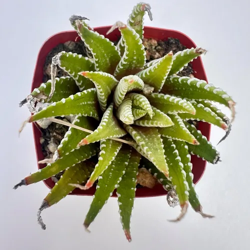 Miniatura 8 de Plantas suculentas vivas, variedades variadas en dos tamaños de maceta, plantas de fácil cuidado para interiores y exteriores, GNEM