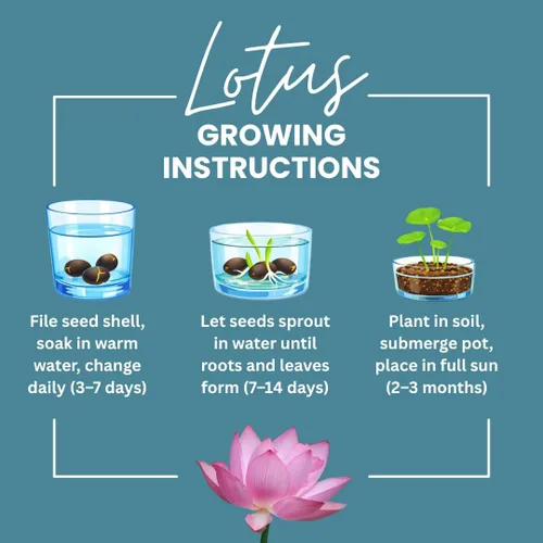 Miniatura 3 de Lotus Seeds (paquete de 30) – Loto de agua acuática para plantar – Cultivar en estanque Koi, cuenco o contenedor – Planta de jardín de agua