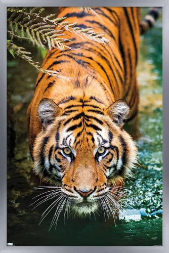 Miniatura 9 de Trends International Tiger - Póster de pared de agua, 14.725 x 22.375 pulgadas, versión enmarcada de madera de granero