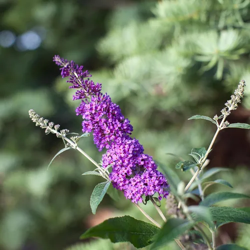 Miniatura 3 de Arbusto de cielo psicodélico Buddleia de 2 galones