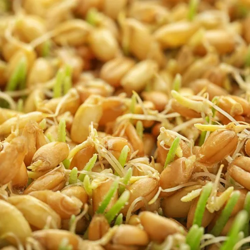 Miniatura 3 de Jovvily Polvo de hierba de trigo - 8 oz - Superalimento - Sin rellenos - Batidos y batidos