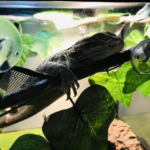 Miniatura 4 de Hamaca de lagarto dragón barbudo, 2 piezas, hamaca de reptil de malla transpirable, adecuada para iguanas, ánoles, geckos, serpientes, camaleón Negro