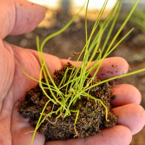 Miniatura 8 de Seed Needs Semillas de cebollino para plantar cebollino común, semillas de hierbas sin OMG y sin tratar para plantar un jardín de hierbas culinarias