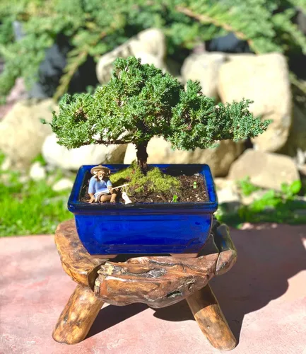 Miniatura 4 de Árbol de enebro bonsái enano vivo de 7 años Árbol de enebro o jade bonsái Interior/Exterior 100% hecho a mano Decoración para el hogar
