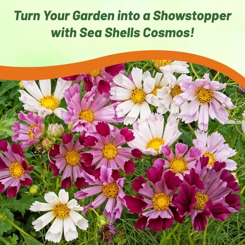 Miniatura 6 de Outsidepride 500 semillas anuales Cosmos Bipannatus Sea Shells Cut Flower Seed Mix para plantar