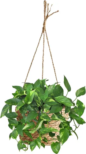 Maceta colgante de yute tejido de calibre pequeño de 8 pulgadas, cesta para plantas de pastos marinos, soporte decorativo para plantas, ideal para