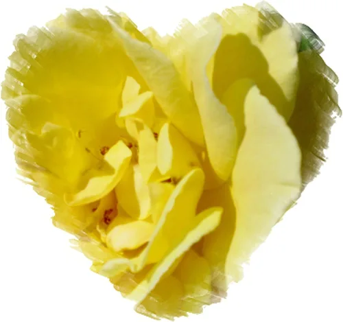 Miniatura 2 de CafePress Imán rectangular de corazón rosa amarillo, imán de refrigerador de 3 x 2 pulgadas