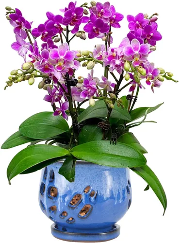 Miniatura 18 de W&W Maceta de orquídeas con agujeros y platillo para trasplantar, azul, 6.5 pulgadas