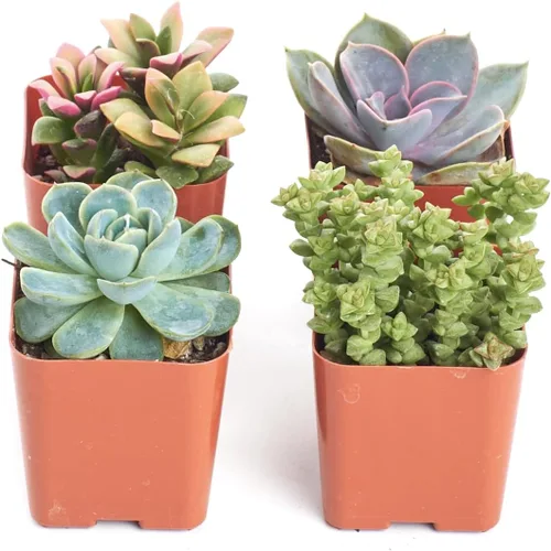Miniatura 2 de 4 plantitas, de Shop Succulents, colección variada, tonos pastel, paquete de de 4