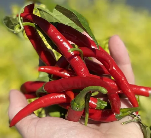 Szechwan Chile Plant Sichuan Chili Szechuan Heirloom Oriental Cuisine Pepper Semillas premium para plantar paquete