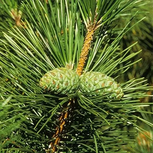 Miniatura 2 de Pinus thunbergii (pino negro japonés) de MySeeds.Co, elige la cantidad (1/4 oz (343 semillas))