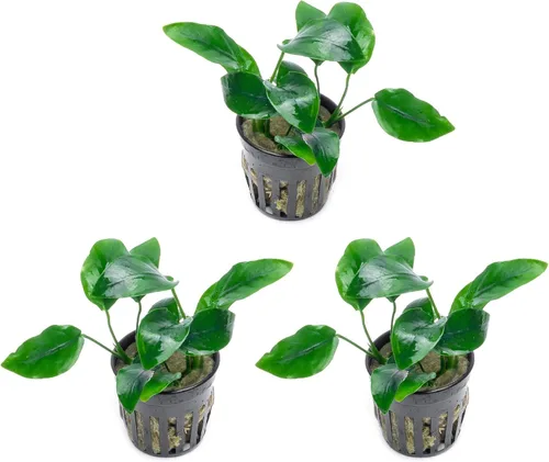 Miniatura 28 de SubstrateSource Plantas vivas – Anubias Hastifolia (Anubias hastifolia) – Luz baja a moderada, hojas en forma de flecha de color verde medio a