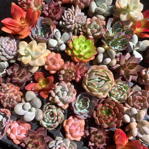 Miniatura 8 de Mezcla de plantas suculentas vivas raras, 0.5-1.5 pulgadas, misterio aleatorio a granel, sin maceta y tierra, 6/12/24 piezas, decoración