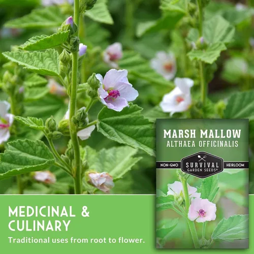 Miniatura 5 de Semillas de malvavisco para plantar, semillas de jardín de supervivencia (paquete de 1) Marsh Mallow Medicinal Herb, Althaea Officinalis