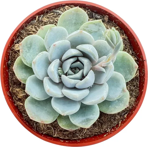 Miniatura 8 de Sprout N Green Echeveria agavoides 'Lipstick', suculenta viva totalmente arraigada en maceta de inicio de 4 pulgadas, planta de casa para interiores