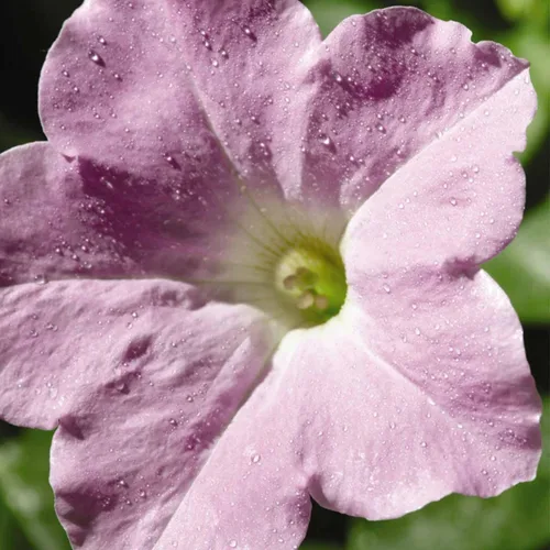 Miniatura 9 de Wave Series Petunia Pink ~ 10 Semillas – Petunia Trasparente – 98–105 días – 24–48 pulgadas – Floraciones de 2 pulgadas – Ganador de la AAS – Anual