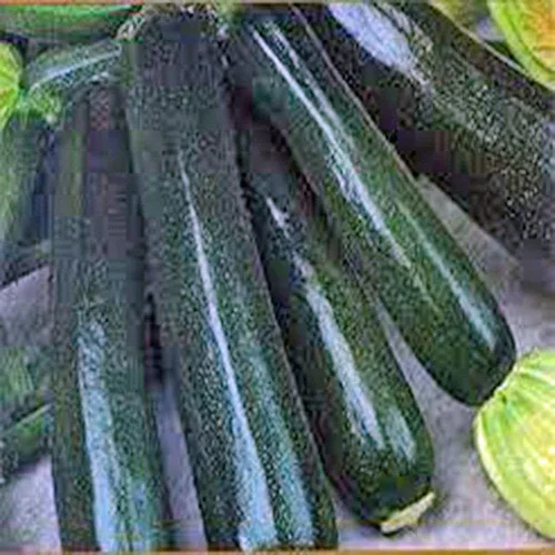 Calabacín, calabaza, belleza negra, reliquia, 100 semillas, delicioso y saludable