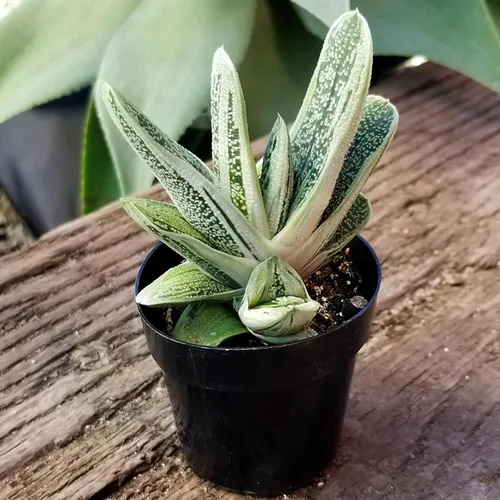 Miniatura 9 de Altman Plants, plantas suculentas variadas vivas para el hogar (paquete de 8), plantas suculentas para el hogar y la oficina, plantas vivas