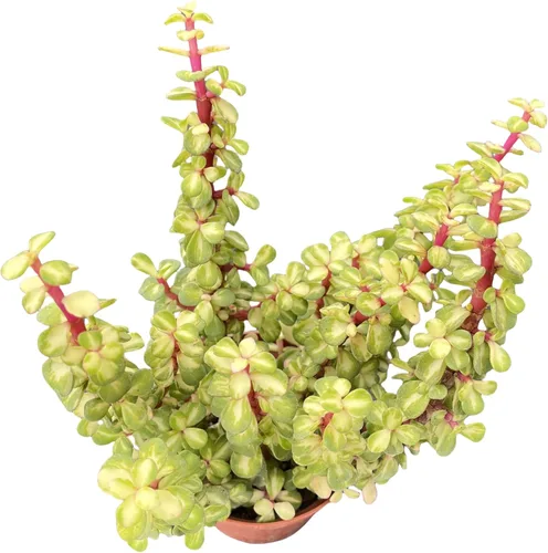 Miniatura 9 de Sprout N Green Aeonium - Almohadilla de lirio, planta suculenta viva totalmente enraizada en maceta de 4 pulgadas, oficina en casa, decoración