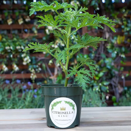 Miniatura 2 de 1 planta de citronela, planta repelente de mosquitos, prosperando en una maceta de vivero de 4